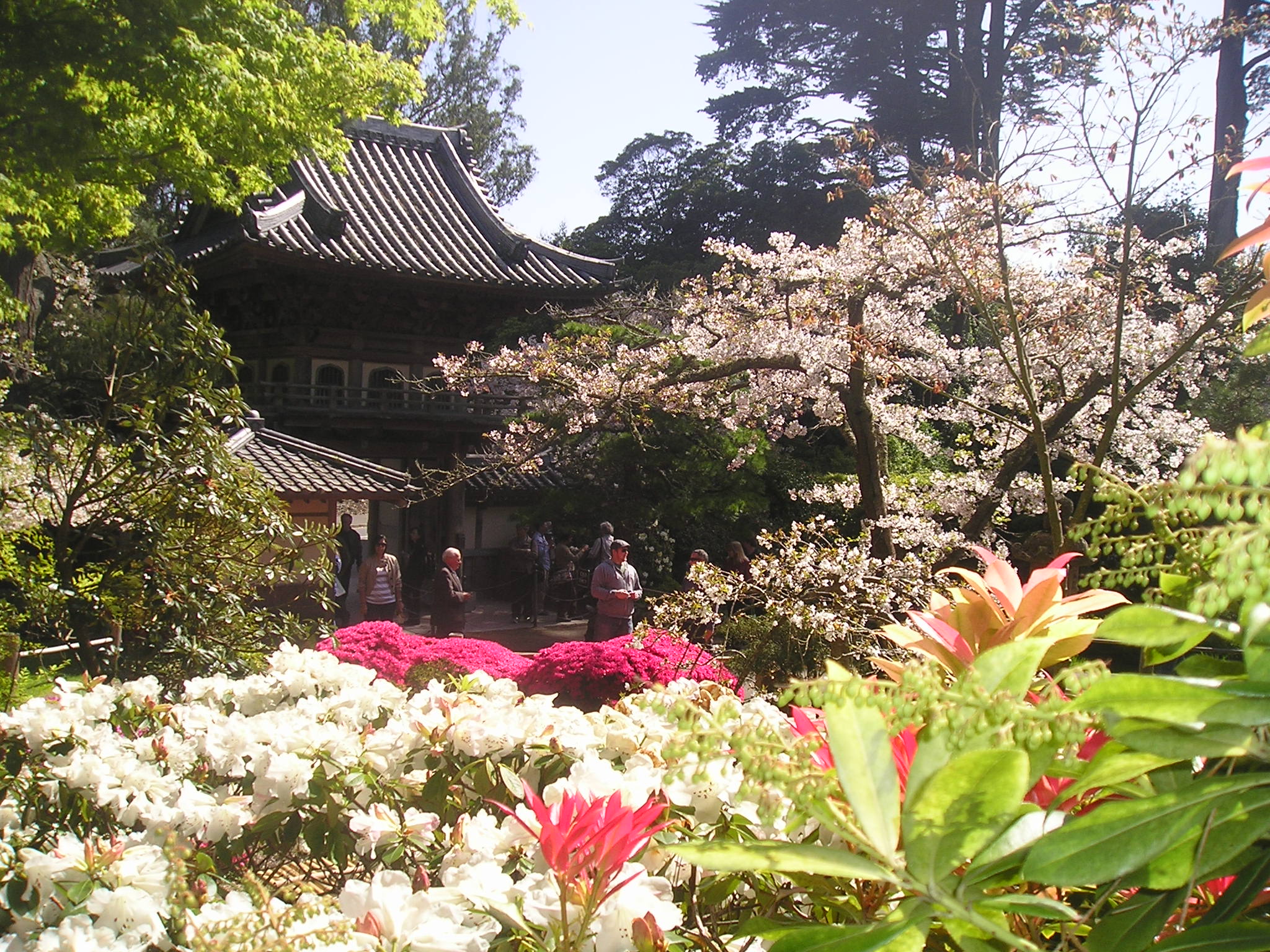 san francisco photo gallery: japanese tea garden | tony quarrington